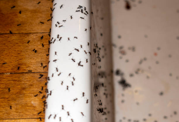 Best Affordable Pest Control Services  in Brookdale, NJ