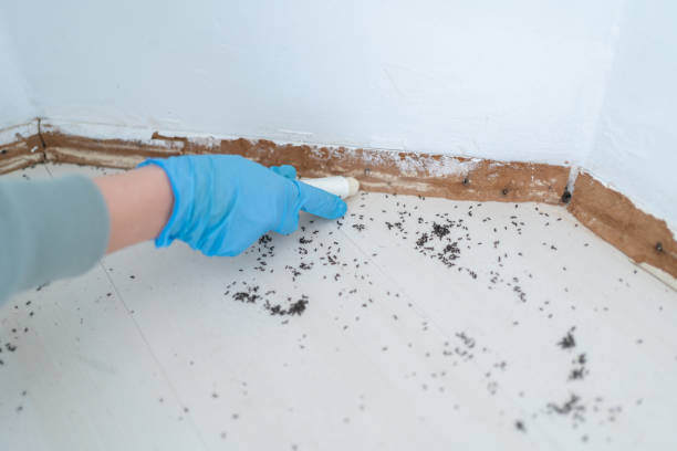 Best Wasp Removal Services  in Brookdale, NJ
